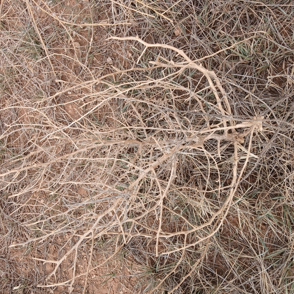 Natural Tumbleweed Decor Land of Enchantment Llano estacado tumbleweeds. - Picture 2 of 5